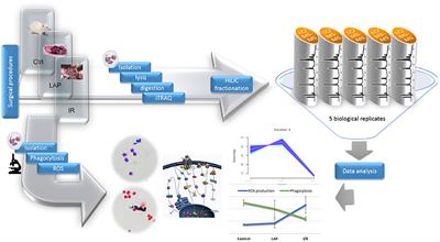 Analysis of the Effect of Intestinal Ischemia and Reperfusion on the Rat Neutrophils Proteome